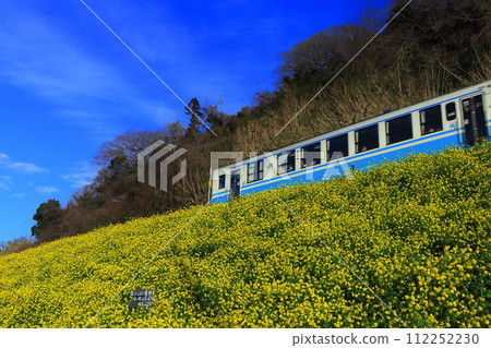 [愛媛縣]晴空下的漆油油菜田和火車 112252230