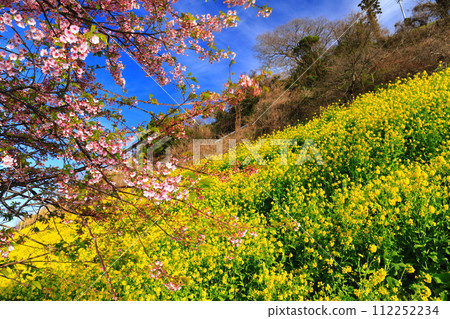 [Ehime Prefecture] Enju rape blossom field and Kawazu cherry blossoms under clear skies 112252234