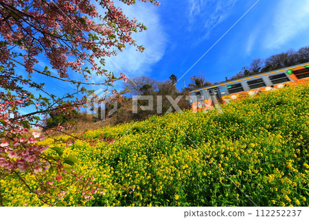 [Ehime Prefecture] Enju rape blossom field, Kawazu cherry blossoms, and train 112252237