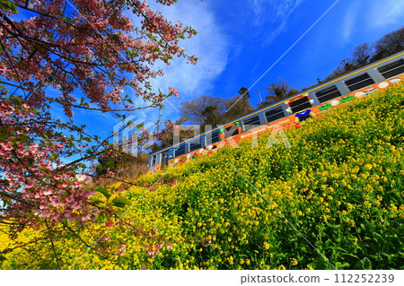 [Ehime Prefecture] Enju rape blossom field, Kawazu cherry blossoms, and train 112252239