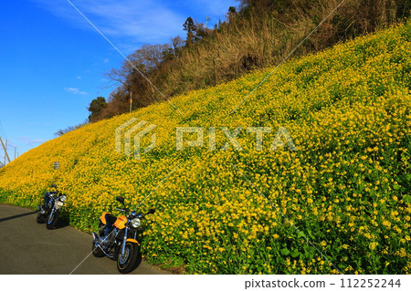 [愛媛郡]晴空萬裡的圓州油菜花田和腳踏車 112252244