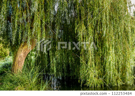 Weeping willow on a pond in santeny, france Weeping willow on a pond in santeny, france 112253484