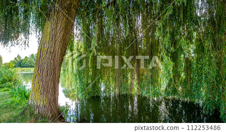 Weeping willow on a pond in santeny, france 112253486
