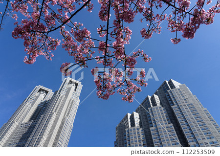 Cherry blossoms in Shinjuku Central Park and Tokyo Metropolitan Government Building (Shinjuku-ku, Tokyo) 112253509