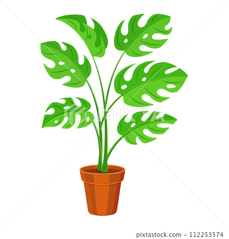 Indoor plant in a pot on a white background. Monstera in flat style. 112253574