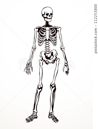 Human skeleton. Vector schematic drawing Human skeleton. Vector schematic drawing 112253800