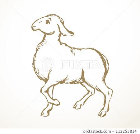 Vector drawing. Cute small sheep 112253814