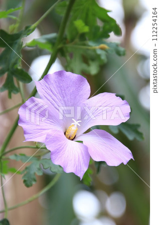藍芙蓉 112254164