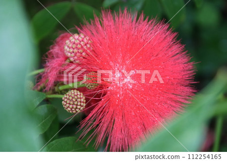 朱纓花 朱纓花 112254165