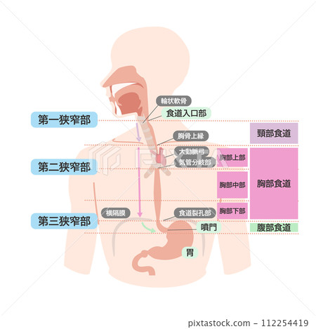 Explanatory color illustration with text of the structure of the esophagus 112254419