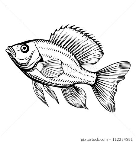 Hand Drawn Outline Sketch Fishes. Ink Drawing Sea Creature Mascot. Hand Drawn Outline Sketch Fishes. Ink Drawing Sea Creature Mascot. 112254591