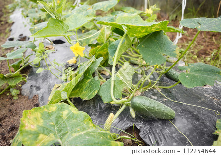 Close up picture of cucumber on patch covered with plastic mulch, greenhouse cultivation, selective focus. 112254644