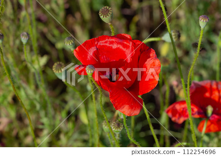 graceful red fragile poppies in the meadow, summer atmosphere on a poppy field 112254696