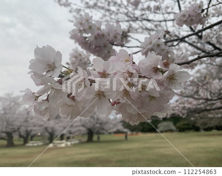 春日陽光下,櫻花含苞待放,花朵綻放。染井吉野櫻花,散景柔美,純淨動人。一幅清新雅緻的日式影像素材。 春日陽光下,櫻花含苞待放,花朵綻放。染井吉野櫻花,散景柔美,純淨動人。一幅清新雅緻的日式影像素材。 112254863