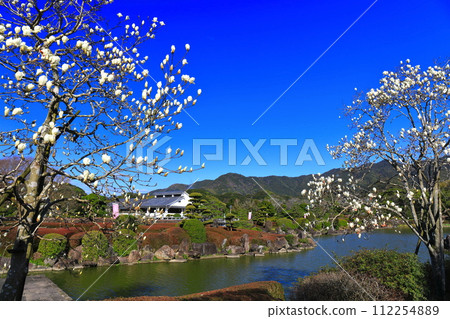 [愛媛郡] 陽光燦爛的日子裡的南方天堂玉蘭 112254889