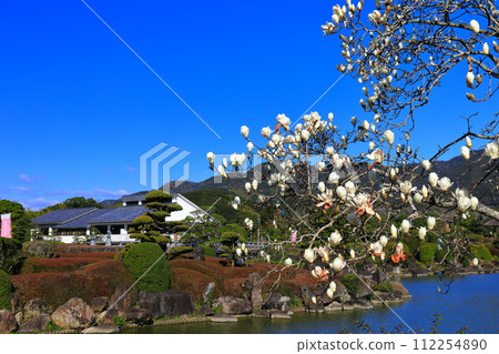 [Ehime Prefecture] Magnolia in southern paradise on a sunny day 112254890