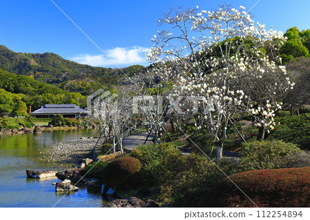 [愛媛郡] 陽光燦爛的日子裡的南方天堂玉蘭 112254894