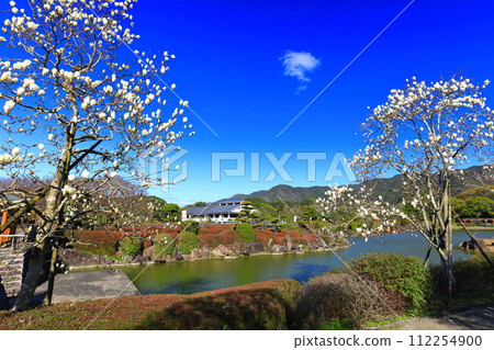 [Ehime Prefecture] Magnolia in southern paradise on a sunny day 112254900
