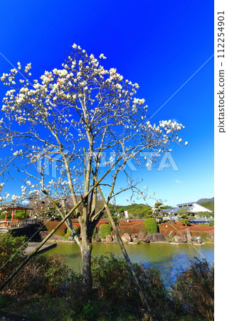 [Ehime Prefecture] Magnolia in southern paradise on a sunny day 112254901