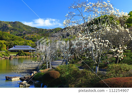 [Ehime Prefecture] Magnolia in southern paradise on a sunny day 112254907