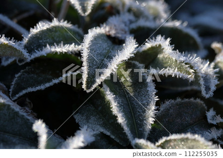 帶霜的茶葉（高知縣大豐町南大王） 112255035