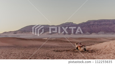 A camel lying in the desert A camel lying in the desert 112255635