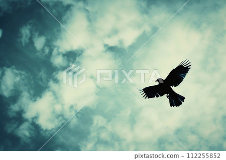 在天空中飛翔的康普 112255852