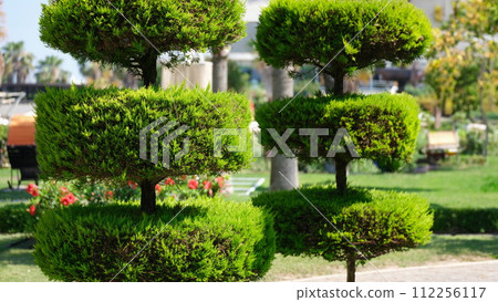 Trimmed thuja and landscape design element closeup 112256117