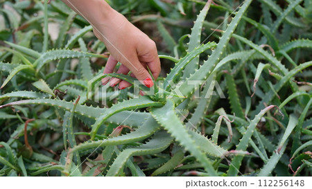 Woman hand tears off leaves of aloe vera from bush 112256148