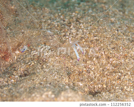 Transparent and hard to find lobster shrimp Transparent and hard to find lobster shrimp 112256352