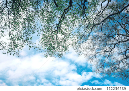 A powerful tree crown against a blue sky reduces CO2 levels. Ecological technology concept. Sustainable Development Goals. SDGs. 112256389