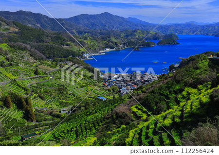 [愛媛郡] 晴朗的日子裡宇和海駱濱的梯田和農漁村風景 112256424
