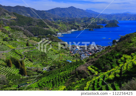 [愛媛郡] 晴朗的日子裡宇和海駱濱的梯田和農漁村風景 112256425