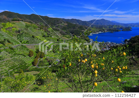 [愛媛郡] 晴朗的日子裡宇和海駱濱的梯田和農漁村風景 112256427