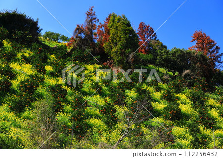 [愛媛郡] 陽光明媚的日子裡的上海柑橘田 112256432