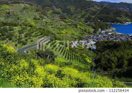 [愛媛郡] 晴朗的日子裡宇和海駱濱的梯田和農漁村風景 112256434