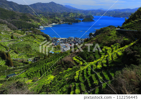 [Ehime Prefecture] Terraced fields and agricultural and fishing village scenery at Uwakaikarihama on a clear day 112256445