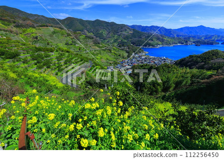 [Ehime Prefecture] Terraced fields and agricultural and fishing village scenery at Uwakaikarihama on a clear day 112256450