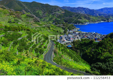 [愛媛郡] 晴朗的日子裡宇和海駱濱的梯田和農漁村風景 112256453