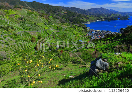 [愛媛郡] 晴朗的日子裡宇和海駱濱的梯田和農漁村風景 112256460