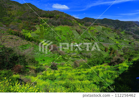 [愛媛郡] 晴朗的日子裡宇和海駱濱的梯田和農漁村風景 112256462