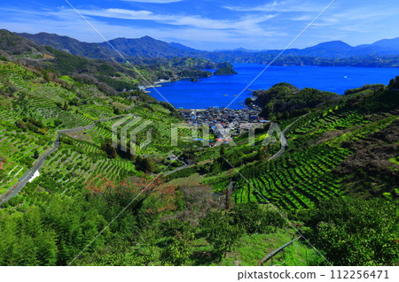 [Ehime Prefecture] Terraced fields and agricultural and fishing village scenery at Uwakaikarihama on a clear day 112256471
