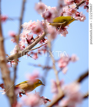 Mejiro and plum blossoms Mejiro and plum blossoms 112256667