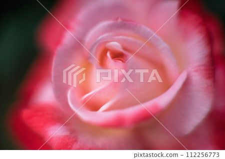 Pink rose flowers are blooming in the rose garden 112256773