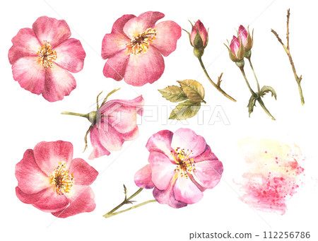 Watercolor pink wild rose hip flower set, dog, cancer or brier rose buds, stem and leaves with watercolor stain, splatter. Botanical spring clipart. Hand drawn flora illustration isolated background 112256786