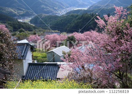 小田山地區 色彩繽紛的雪裂櫻花和油菜花（高知縣須崎市） 112256819