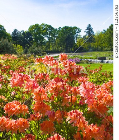 Rhododendron blooming in the spring botanical garden. Vertical photo 112256862