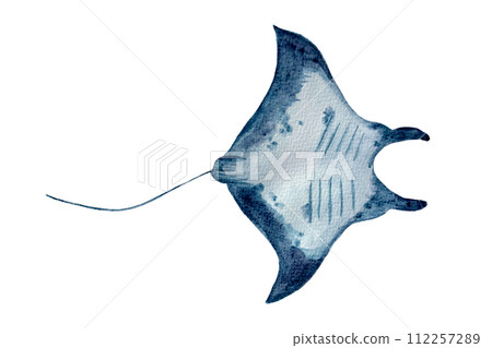 Watercolor hand-drawn manta ray isolated on white Watercolor hand-drawn manta ray isolated on white 112257289