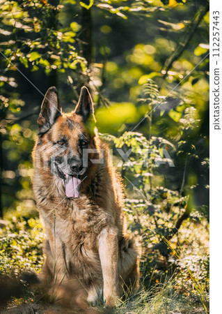 Alsatian Wolf Dog Sitting In Green Summer Park forest. Brown German Shepherd Dog Close Up Portrait. German Shepherd, a carnivorous dog breed, sits among the trees in a forest Alsatian Wolf Dog Sitting In Green Summer Park forest. Brown German Shepherd Dog Close Up Portrait. German Shepherd, a carnivorous dog breed, sits among the trees in a forest 112257443