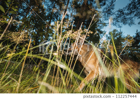 German Shepherd, a carnivorous dog breed, is running in a natural landscape with a stick in its mouth. Dog Run With Wooden Stick In Summer Forest Season. Cute Beautiful Shepherd Dog Running On country 112257444